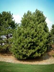 Сосна Чёрная (Pinus Nigra) купить по цене от 270.00р. в интернет-магазине «Посадика» с доставкой почтой в в Ворсмае и по всей России – [изображение №1].