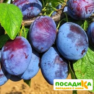 Слива Чачакская ранняя купить по цене от 229.00р. в интернет-магазине «Посадика» с доставкой почтой в в Ворсмае и по всей России – [изображение №1].