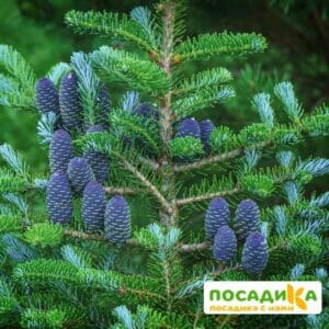 Пихта корейская (Abies koreana) купить по цене от 450.00р. в интернет-магазине «Посадика» с доставкой почтой в в Ворсмае и по всей России – [изображение №1].