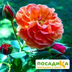 Роза Арабия купить по цене от 350.00р. в интернет-магазине «Посадика» с доставкой почтой в в Ворсмае и по всей России – [изображение №1].