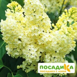 Сирень Примроуз (Primrose) купить по цене от 529.00р. в интернет-магазине «Посадика» с доставкой почтой в в Ворсмае и по всей России – [изображение №1].