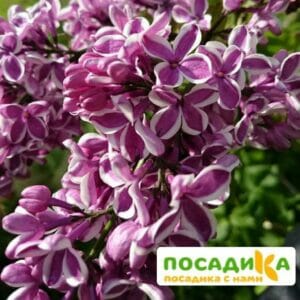 Сирень Сенсация купить по цене от 529.00р. в интернет-магазине «Посадика» с доставкой почтой в в Ворсмае и по всей России – [изображение №1].