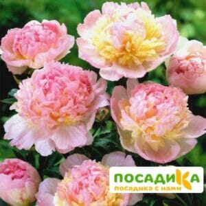 Пион Распберри Сандей (Paeonia Raspberry Sundae) купить по цене от 959р. в интернет-магазине «Посадика» с доставкой почтой в в Ворсмае и по всей России – [изображение №1].