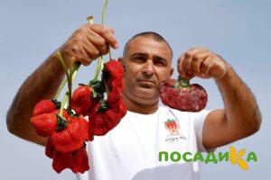Клубника Гигант Джорнея купить по цене от 266р. в интернет-магазине «Посадика» с доставкой почтой в в Ворсмае и по всей России – [изображение №1].