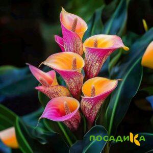 Калла Оникс купить по цене от 450р. в интернет-магазине «Посадика» с доставкой почтой в в Ворсмае и по всей России – [изображение №1].