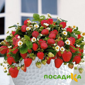 Клубника Рубиновый Шепот (горшечная) купить по цене от 240р. в интернет-магазине «Посадика» с доставкой почтой в в Ворсмае и по всей России – [изображение №1].