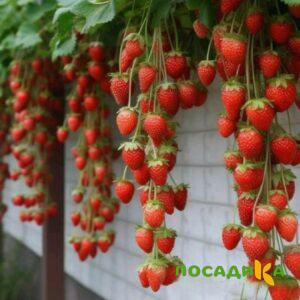 Клубника вьющаяся Комплимент купить по цене от 470р. в интернет-магазине «Посадика» с доставкой почтой в в Ворсмае и по всей России – [изображение №1].