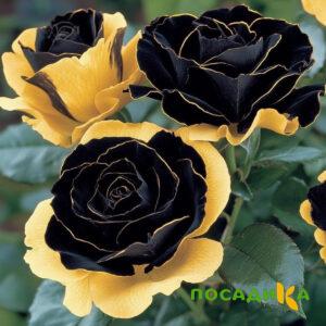 Роза Ханни Сикл купить по цене от 700р. в интернет-магазине «Посадика» с доставкой почтой в в Ворсмае и по всей России – [изображение №1].