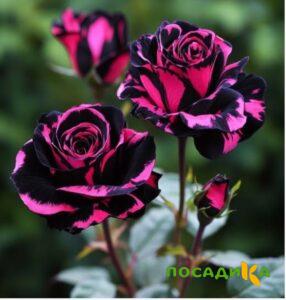 Роза Багровый Шепот купить по цене от 366р. в интернет-магазине «Посадика» с доставкой почтой в в Ворсмае и по всей России – [изображение №1].