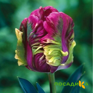 Тюльпан Экзотик Хэвен купить по цене от 186р. в интернет-магазине «Посадика» с доставкой почтой в в Ворсмае и по всей России – [изображение №1].