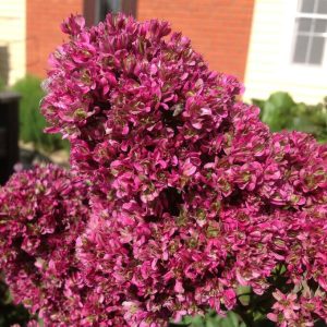 Флокс Филингс купить по цене от 329р. в интернет-магазине «Посадика» с доставкой почтой в в Ворсмае и по всей России – [изображение №1].