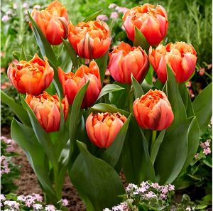 Тюльпан Гудошник Дабл купить по цене от 185р. в интернет-магазине «Посадика» с доставкой почтой в в Ворсмае и по всей России – [изображение №1].