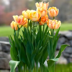 Тюльпан Верона Санрайз купить по цене от 280р. в интернет-магазине «Посадика» с доставкой почтой в в Ворсмае и по всей России – [изображение №1].