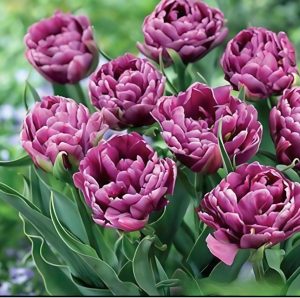 Тюльпан Айс Крим купить по цене от 430р. в интернет-магазине «Посадика» с доставкой почтой в в Ворсмае и по всей России – [изображение №1].