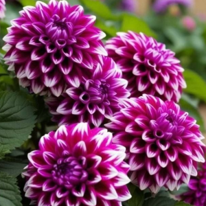 Георгин Кристал Корт купить по цене от 602р. в интернет-магазине «Посадика» с доставкой почтой в в Ворсмае и по всей России – [изображение №1].