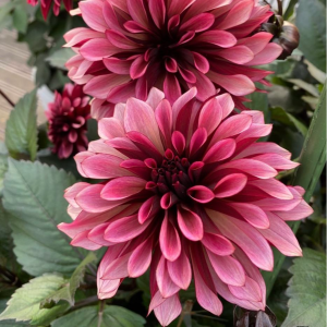 Георгин Перли Сансет купить по цене от 309р. в интернет-магазине «Посадика» с доставкой почтой в в Ворсмае и по всей России – [изображение №1].