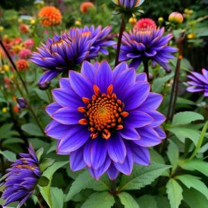 Георгин Лазурит купить по цене от 799р. в интернет-магазине «Посадика» с доставкой почтой в в Ворсмае и по всей России – [изображение №1].