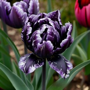 Тюльпан Индиго купить по цене от 600р. в интернет-магазине «Посадика» с доставкой почтой в в Ворсмае и по всей России – [изображение №1].