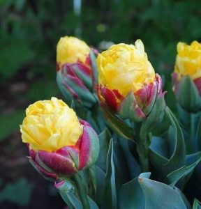 Тюльпан Айс Крим Банана купить по цене от 360р. в интернет-магазине «Посадика» с доставкой почтой в в Ворсмае и по всей России – [изображение №1].