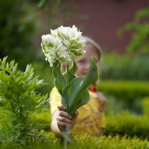 Тюльпан Супер Пэррот купить по цене от 360р. в интернет-магазине «Посадика» с доставкой почтой в в Ворсмае и по всей России – [изображение №1].