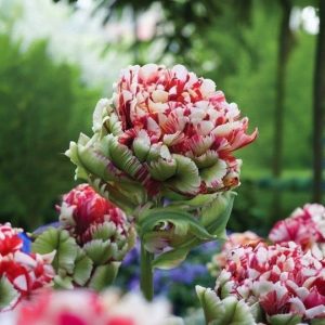 Тюльпан Дабл Флеминг Берд купить по цене от 249р. в интернет-магазине «Посадика» с доставкой почтой в в Ворсмае и по всей России – [изображение №1].