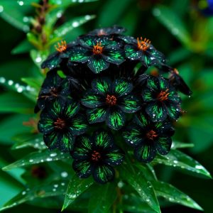 Флокс Ривьера купить по цене от 299р. в интернет-магазине «Посадика» с доставкой почтой в в Ворсмае и по всей России – [изображение №1].