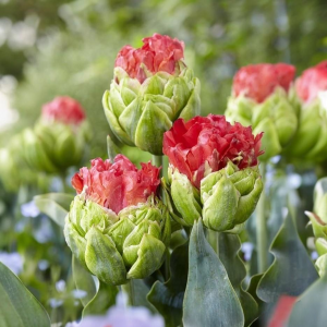 Тюльпан Бычий Глаз купить по цене от 275р. в интернет-магазине «Посадика» с доставкой почтой в в Ворсмае и по всей России – [изображение №1].