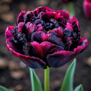 Тюльпан Фламинго купить по цене от 500р. в интернет-магазине «Посадика» с доставкой почтой в в Ворсмае и по всей России – [изображение №1].