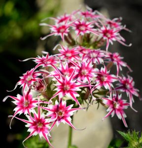 Флокс Метельчатый Путь купить по цене от 456р. в интернет-магазине «Посадика» с доставкой почтой в в Ворсмае и по всей России – [изображение №1].