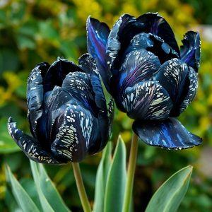 Тюльпан Блю Фог купить по цене от 500р. в интернет-магазине «Посадика» с доставкой почтой в в Ворсмае и по всей России – [изображение №1].