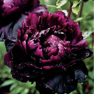 Пион Темный Сад купить по цене от 421р. в интернет-магазине «Посадика» с доставкой почтой в в Ворсмае и по всей России – [изображение №1].