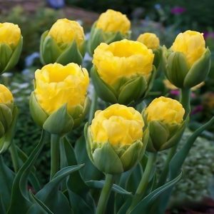 Тюльпан махровый Ванила Коп купить по цене от 159р. в интернет-магазине «Посадика» с доставкой почтой в в Ворсмае и по всей России – [изображение №1].