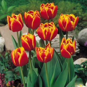 Тюльпан Блэк Фаер купить по цене от 275р. в интернет-магазине «Посадика» с доставкой почтой в в Ворсмае и по всей России – [изображение №1].