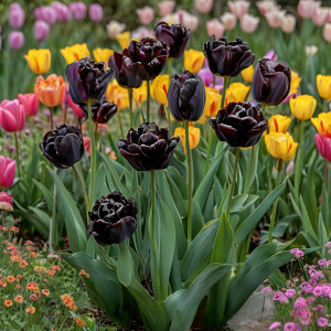 Тюльпан махровый Рейдинс Дарк купить по цене от 230р. в интернет-магазине «Посадика» с доставкой почтой в в Ворсмае и по всей России – [изображение №1].