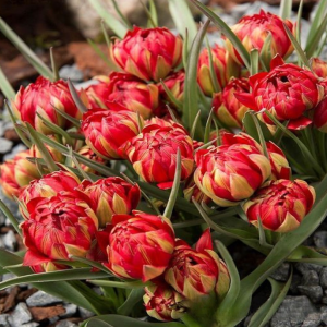 Тюльпан Ап Пинк купить по цене от 390р. в интернет-магазине «Посадика» с доставкой почтой в в Ворсмае и по всей России – [изображение №1].