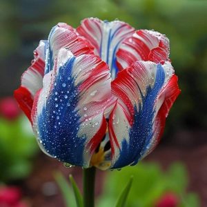 Тюльпан Ремс Сенсейшн купить по цене от 219р. в интернет-магазине «Посадика» с доставкой почтой в в Ворсмае и по всей России – [изображение №1].