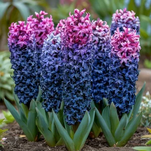 Гиацинт Блю Спринг купить по цене от 2099р. в интернет-магазине «Посадика» с доставкой почтой в в Ворсмае и по всей России – [изображение №1].