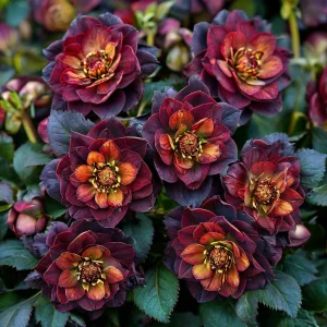 Морозник Сноу Дроп купить по цене от 348р. в интернет-магазине «Посадика» с доставкой почтой в в Ворсмае и по всей России – [изображение №1].