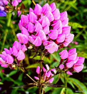 Флокс Бутоник купить по цене от 461р. в интернет-магазине «Посадика» с доставкой почтой в в Ворсмае и по всей России – [изображение №1].