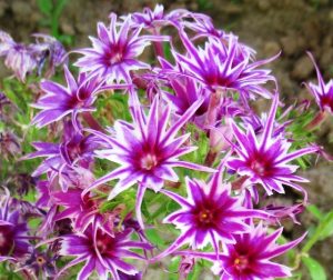 Флокс Звездное Кружево купить по цене от 361р. в интернет-магазине «Посадика» с доставкой почтой в в Ворсмае и по всей России – [изображение №1].