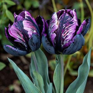 Тюльпан Блэк Каньон купить по цене от 305р. в интернет-магазине «Посадика» с доставкой почтой в в Ворсмае и по всей России – [изображение №1].
