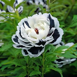 Пион Монохромный Шик купить по цене от 429р. в интернет-магазине «Посадика» с доставкой почтой в в Ворсмае и по всей России – [изображение №1].