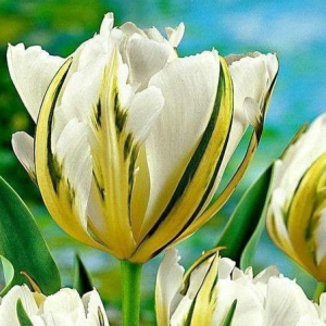 Тюльпан Экзотик Пуруссима купить по цене от 305р. в интернет-магазине «Посадика» с доставкой почтой в в Ворсмае и по всей России – [изображение №1].