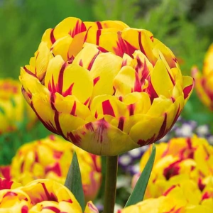 Тюльпан махровый Голден Ницц купить по цене от 361р. в интернет-магазине «Посадика» с доставкой почтой в в Ворсмае и по всей России – [изображение №1].