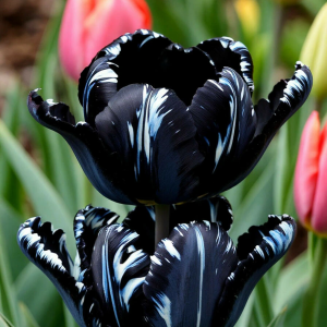 Тюльпан Шелк Нуар купить по цене от 219р. в интернет-магазине «Посадика» с доставкой почтой в в Ворсмае и по всей России – [изображение №1].