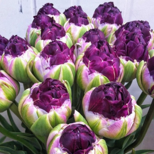 Тюльпан Анаконда купить по цене от 450р. в интернет-магазине «Посадика» с доставкой почтой в в Ворсмае и по всей России – [изображение №1].