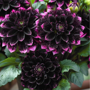 Георгин Лаванда Лейс купить по цене от 679р. в интернет-магазине «Посадика» с доставкой почтой в в Ворсмае и по всей России – [изображение №1].