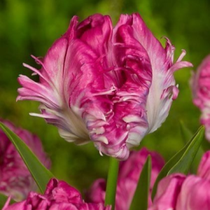 Тюльпан махровый Кул Кристал купить по цене от 400р. в интернет-магазине «Посадика» с доставкой почтой в в Ворсмае и по всей России – [изображение №1].