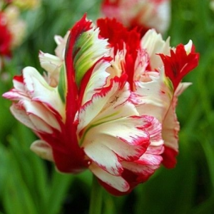 Тюльпан Эстелла Рижнвельд купить по цене от 500р. в интернет-магазине «Посадика» с доставкой почтой в в Ворсмае и по всей России – [изображение №1].