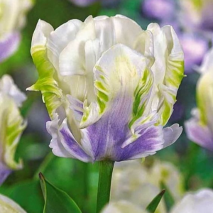 Тюльпан Уайт Лизарт купить по цене от 360р. в интернет-магазине «Посадика» с доставкой почтой в в Ворсмае и по всей России – [изображение №1].